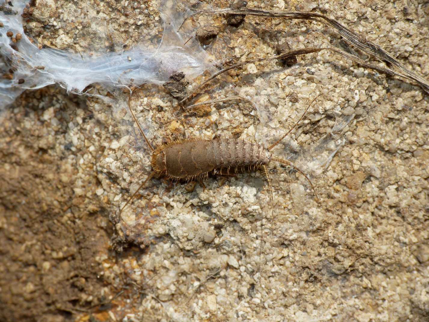 Ctenolepisma?